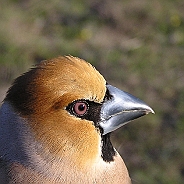 Stenknäck, Sundre 20070429